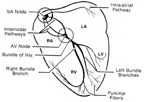 Hot Springs Jacuszi Wiring Diagrams Fuse Box Corsa C Diagram Tomberlins Yenpancane Jeanjaures37 Fr