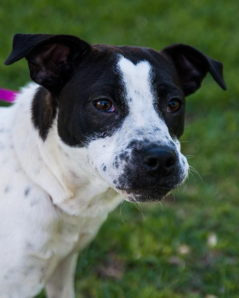 Pin on Pets in need