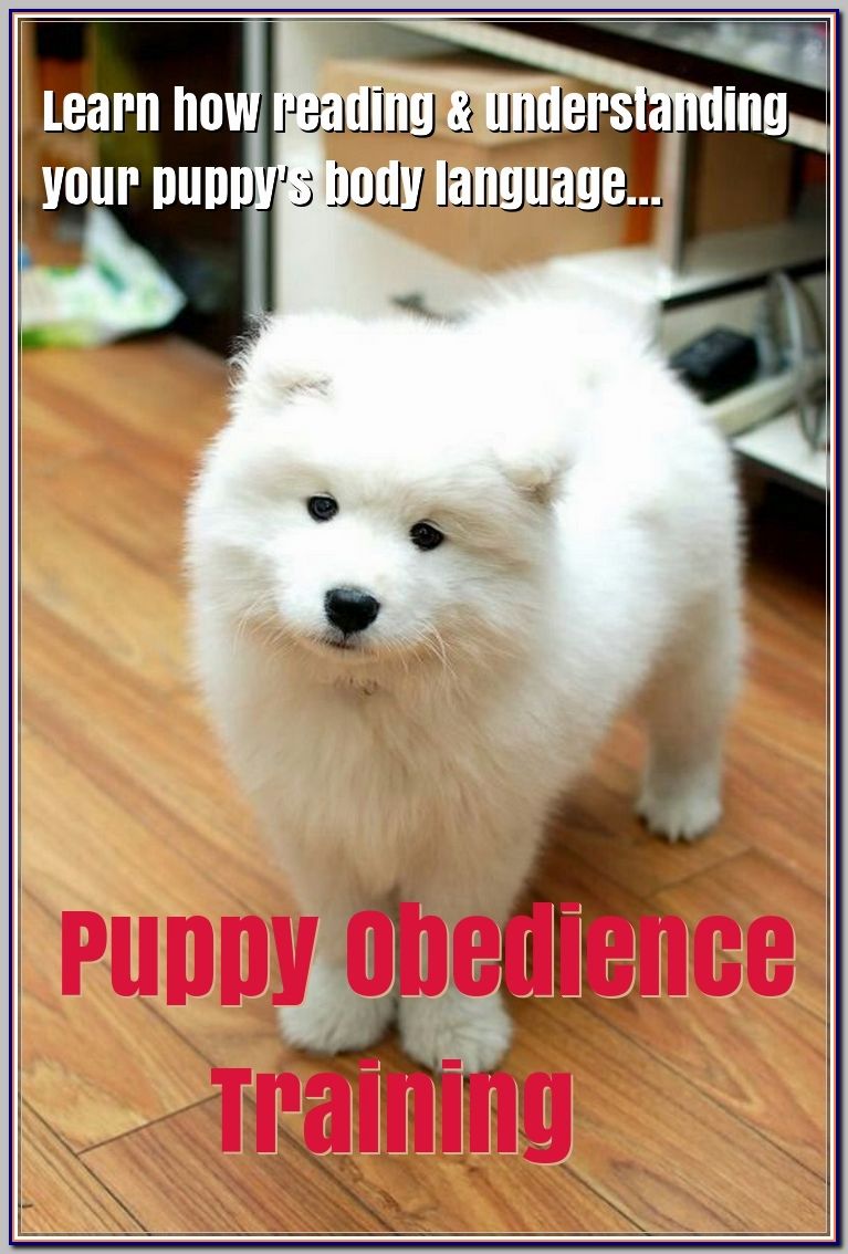 Finding Your Best Options For Puppy Obedience Training Puppy