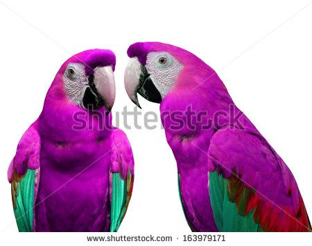 gallery for purple macaws animals pinterest bird and animal