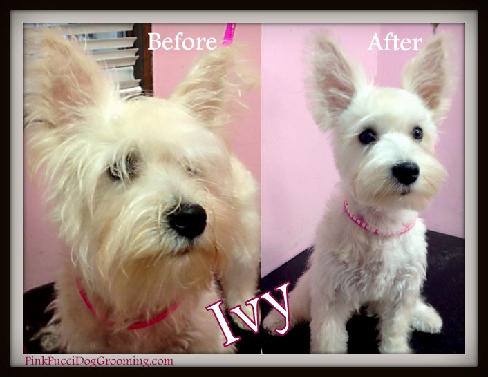 Image Result For Terrier Chihuahua Mix Grooming Dog Grooming Styles