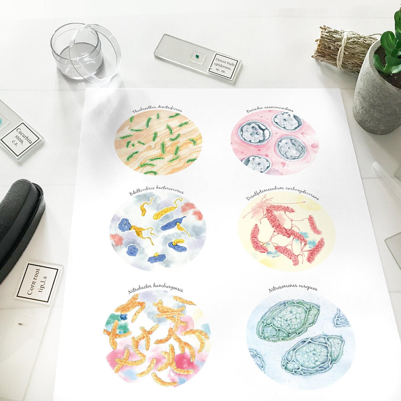 Wastewater Treatment Microorganisms Collection Poster Microbiology Science Art Print Decor 5 X 7 In 8 X 10 In 11 X 14 In 12 X 16 In Tratamiento De Aguas Tratamiento De Aguas Residuales Microorganismos