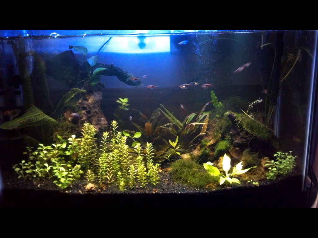 planted tropical community tank
