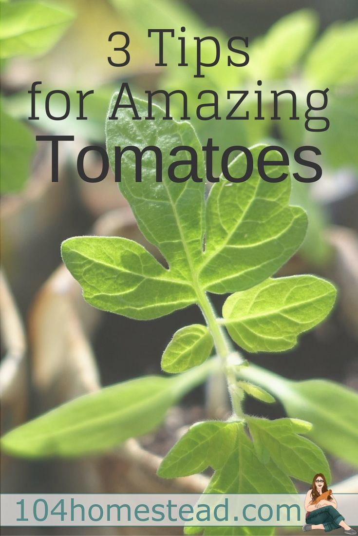No garden is complete without tomatoes. It's the star when planting on a patio or in a huge garden. Here are tips for growing amazing tomatoes. Tips For Growing Tomatoes, Growing Tomato Plants, Growing Organic Tomatoes, Tomato Seedlings, Growing Tomatoes In Containers, Growing Food, Growing Vegetables, Grow Tomatoes, Cherry Tomatoes