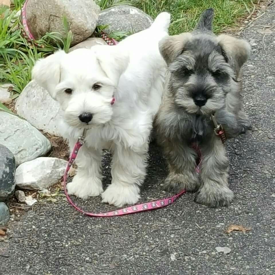 OMG this darling little mini schnauzer is smiling!!!! So