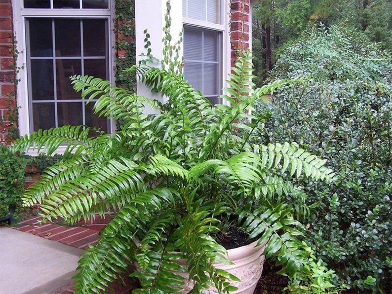 Nearly Natural Double Giant Boston Fern Hanging Basket 6788 The Home Depot Hanging Plants Silk Plants Artificial Plants