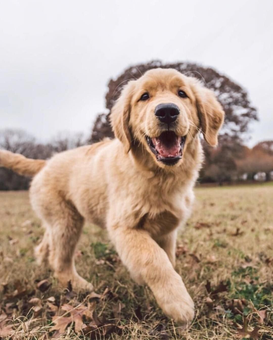 Pin By Hen On Doggies Old Golden Retriever Retriever Puppy