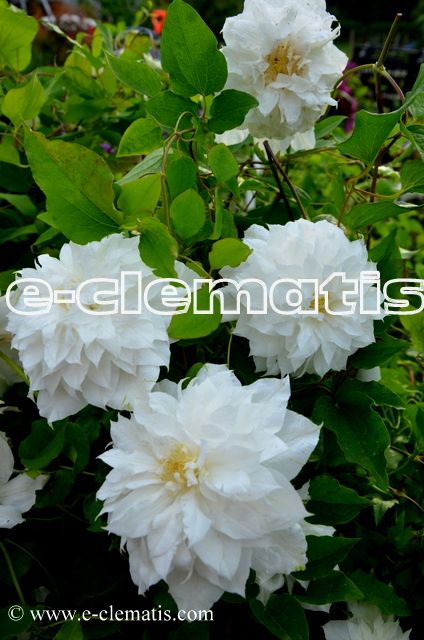 Clematis Isago