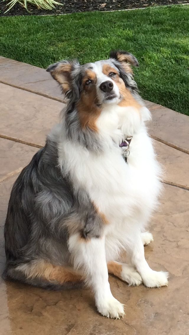 Aussie In The Yard Australian Shepherd Aussie Dogs Dogs