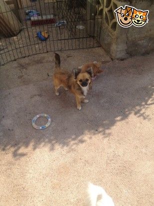 Red Cavapoo Puppies For Sale For Sale In Crediton Devon