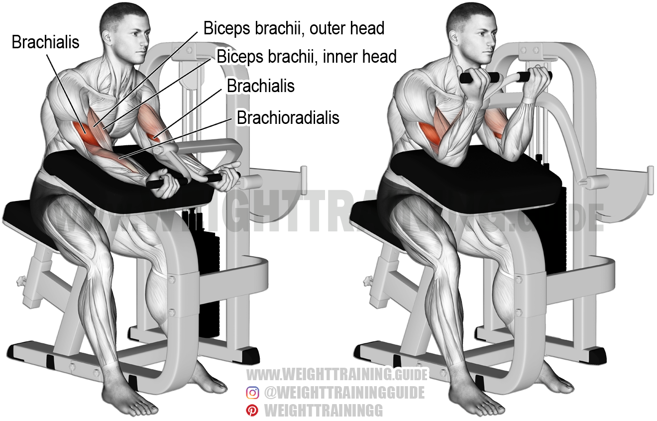 How To Do Preacher Curls At Home Machine preacher curl. Exercise type: Isolated pull. Target muscle