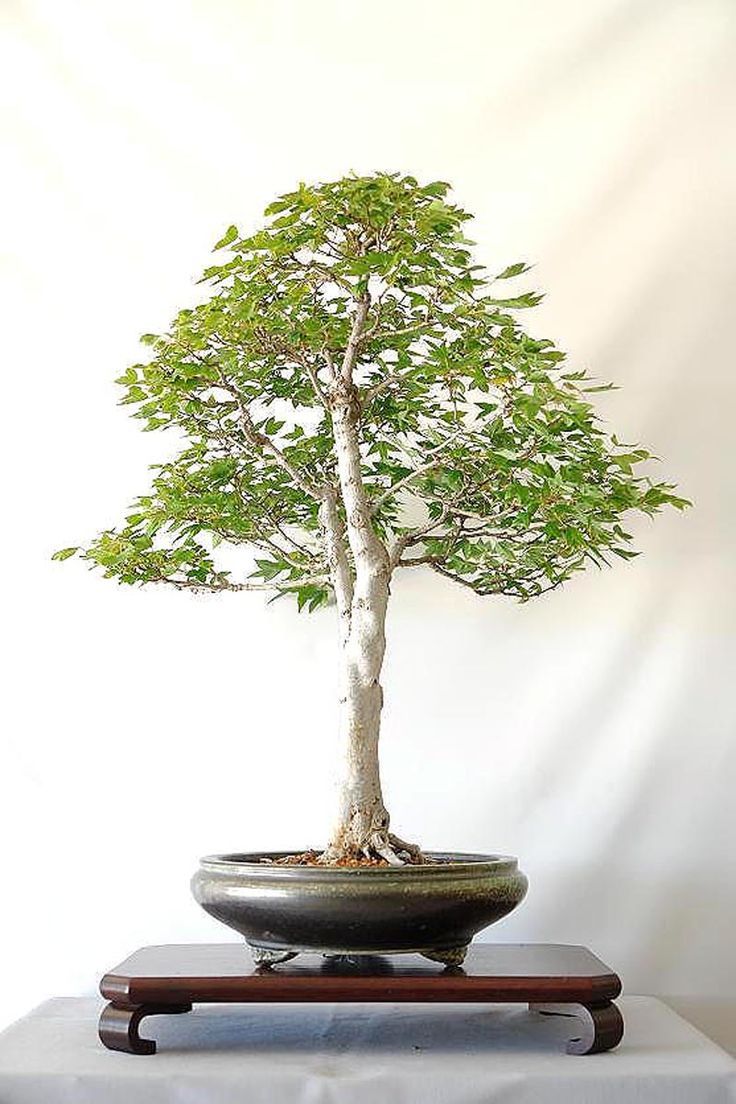 Image result for serissa japonica shaping wiring and styling serissa bonsai