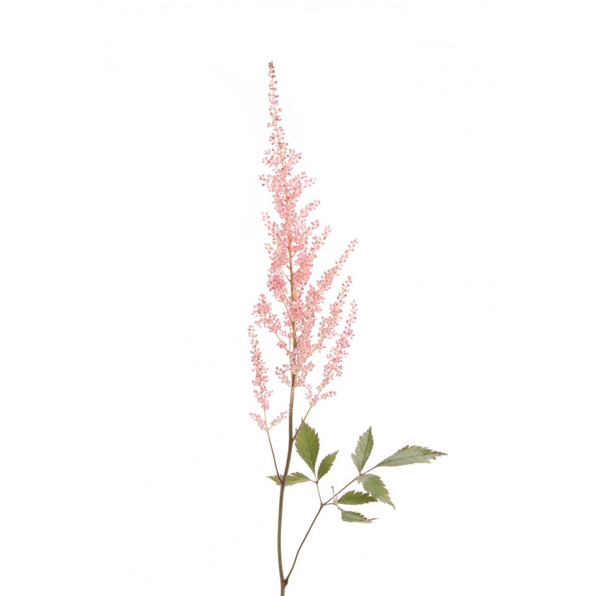 White Astilbe Flower Fiftyflowers Com Astilbe Flower Flowers Black Magic Roses