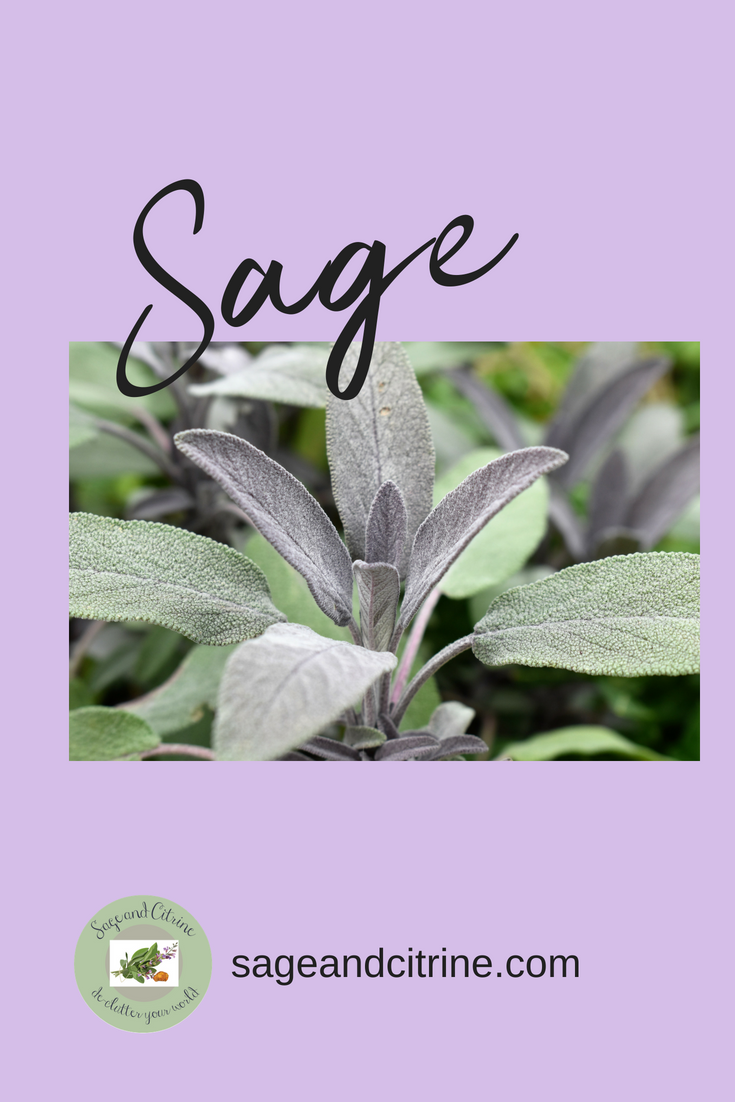 Sage: applied for many centuries 5 Sage: applied for many centuries 12