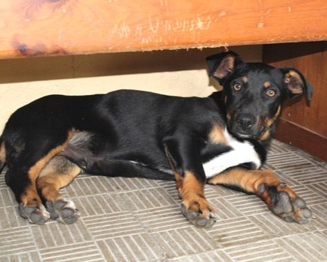 Bergamo Skizzo E Pippo Mix Jack Russelbassotto Cuccioli Regalo