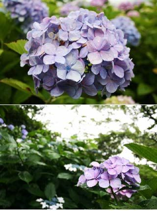 Hayama Ajisai Park Mustlovejapan Video Travel Guide Of Japan Hayama Park Hydrangea Flower Hayama Ajisai Park Mustlovejapan Video Travel Guide Of Japan Hayama Park Hydrangea Flower