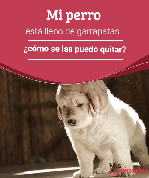 que puedo hacer si mi perro esta lleno de garrapatas