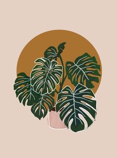 Monstera Monstera