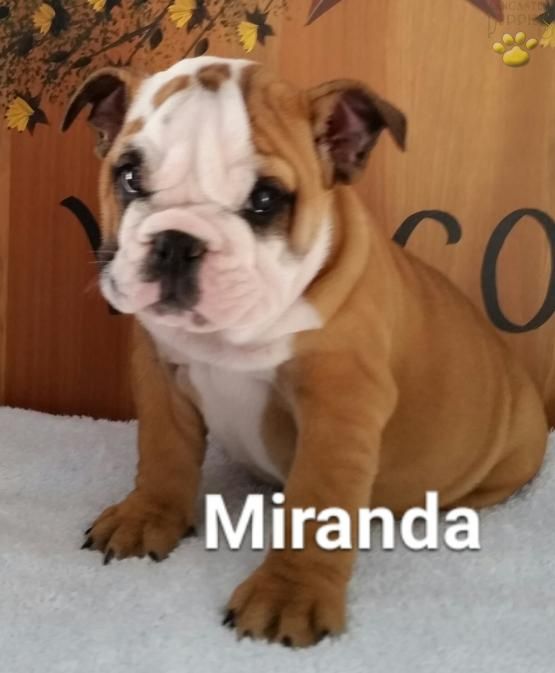 M Kx In Da Hood Ies Milainthemini Pupreme And Milas Club Dogoftheday Ilovemydog Cutedog Bestwoof Frenchies Cutepuppy French Bulldog Dogs