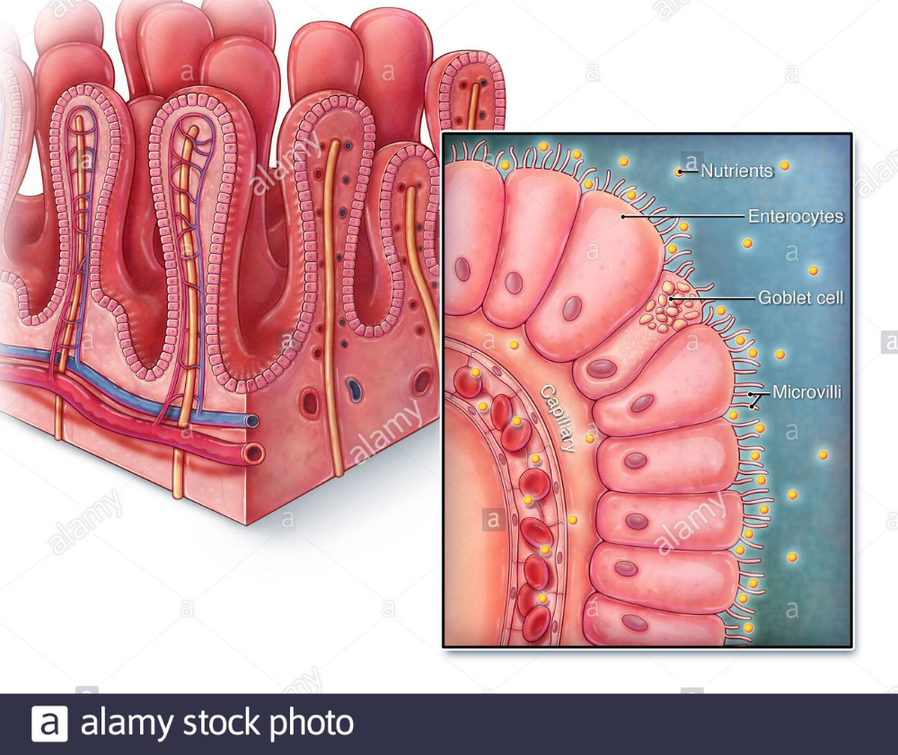 An Illustrated Section Of Villi From The Small Intestine As Well As A Close Up View Human