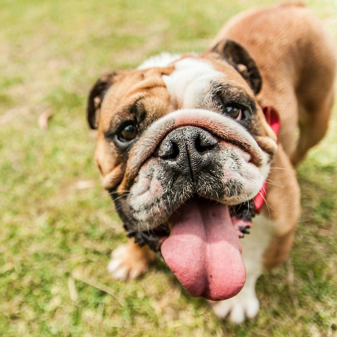 Pud Is 4 Year Old Rescued British Bulldog I Adopted Her When She