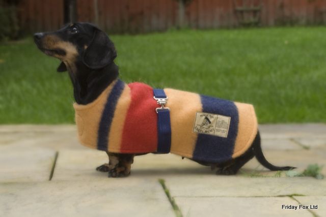 Dachshunds Witney Wool Miniature Dachshund Coat Friday Fox