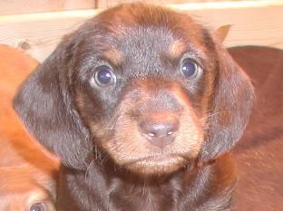 Sunset Dachshunds Dachshunds Colorado Dachshund Pups Dachshund