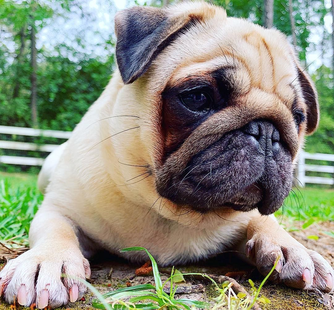 Just Being A Pug And Loving Life In My Back Yard