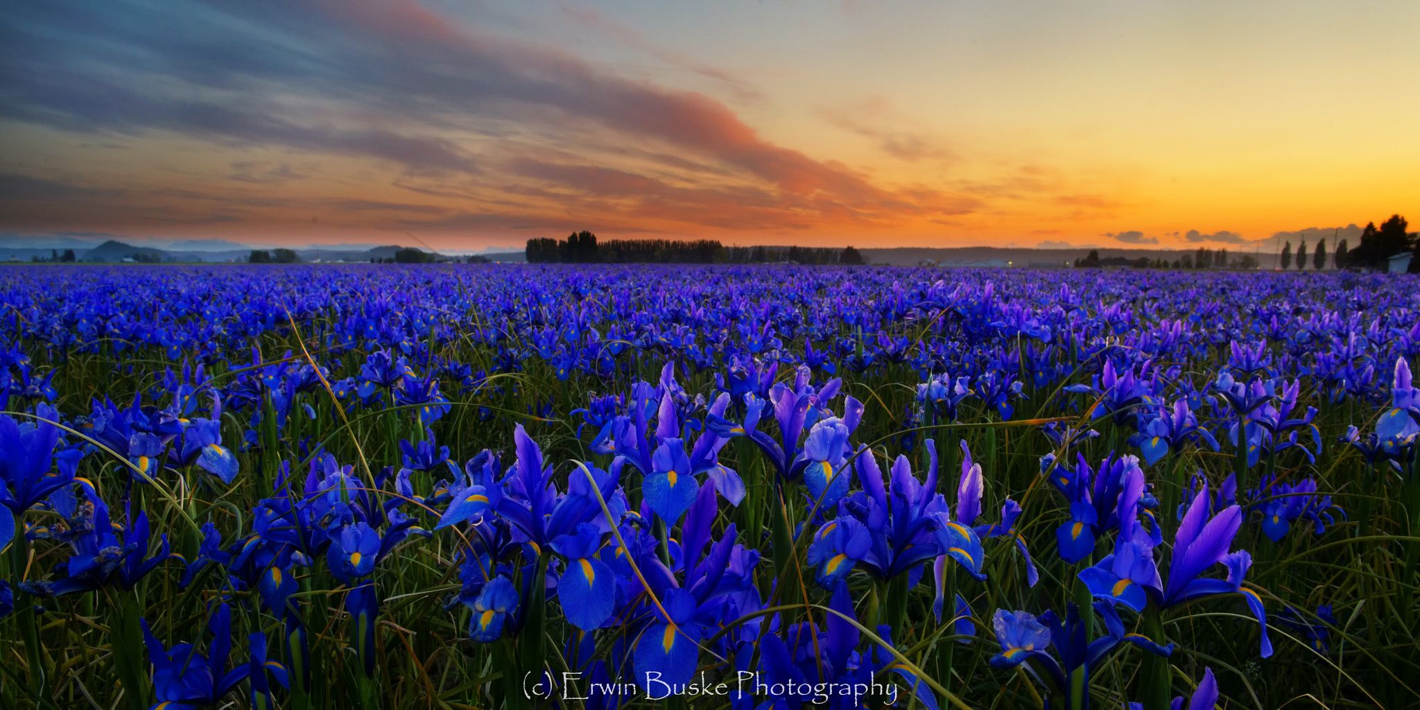 Wild Iris Just About My Favorite Thing In The World Flower Field Iris Wild Iris