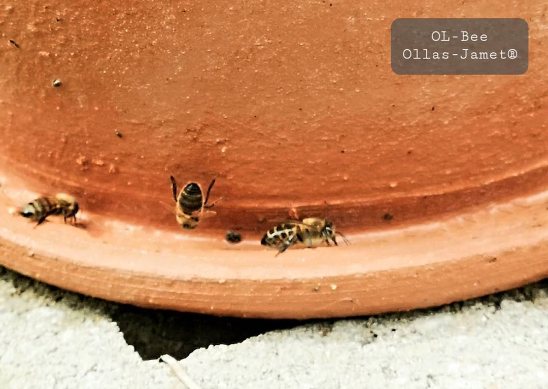 Ollas-Jamet INTERNATIONAL on Instagram: “The Ollas-Jamet range is growing ... discover the OL-Bee Jamet® 🐝 bee water reservoir 100% organic system for bees water needs with Healthy…” Water Reservoir, Bees, The 100, Growing, System, Organic, Range, Discover, Healthy
