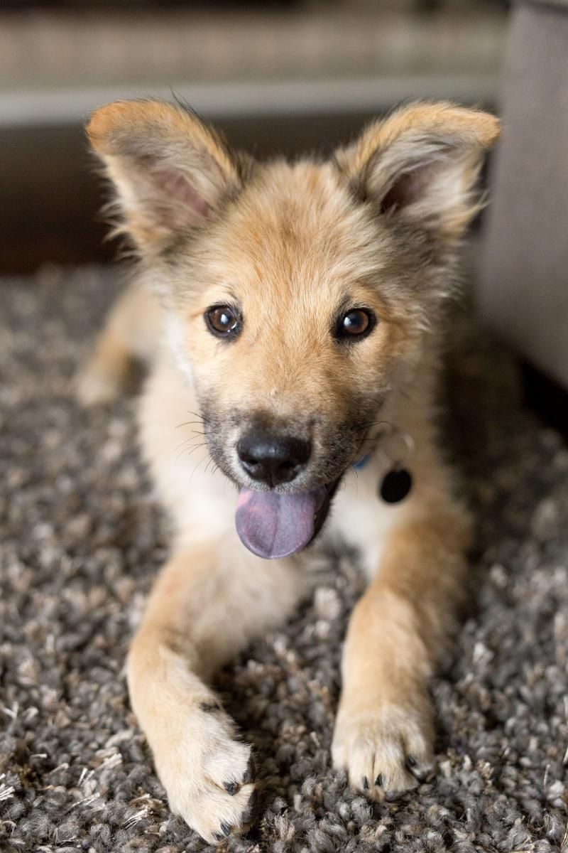 Omie Is An Adoptable Golden Retriever Searching For A Forever