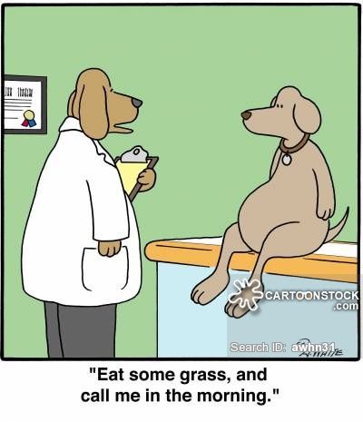 Stomach Aches Cartoon Animal Humor Dog