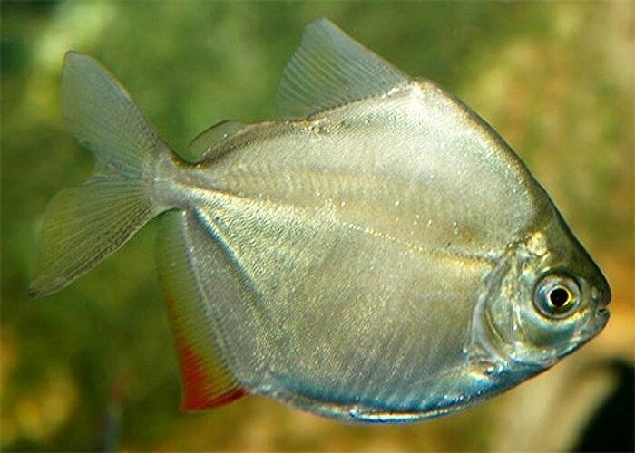 Silver Belly Fish Pin on Fishies