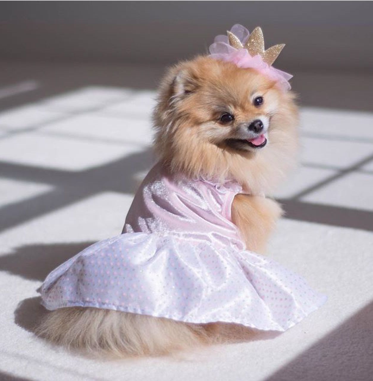 Pin On Pomeranian Pin On Pomeranian
