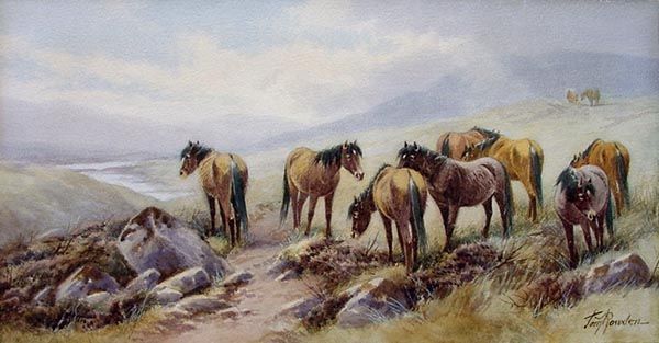 Tom Rowden - Dartmoor Ponies | Pony, Dartmoor, Antique pictures Tom Rowden - Dartmoor Ponies | Pony, Dartmoor, Antique pictures