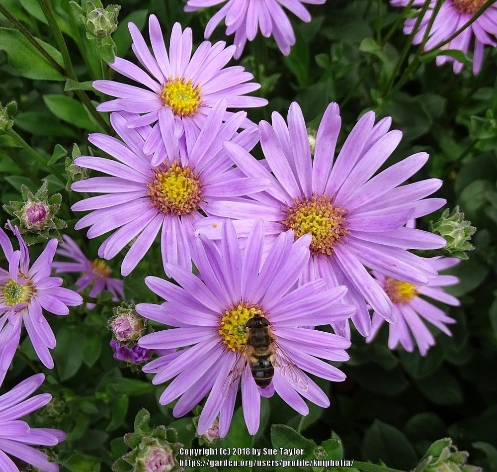 Image Result For Wild Sea Aster Flower July Uk Aster Flower Beautiful Flowers Flowers