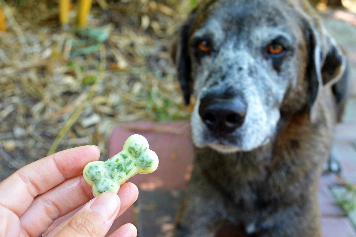 Stinky dog breath? A treat recipe for your dog you can feel good about https://themrsinglink.com/blog/stinky-dog-breath-a-freshening-treat-recipe-you-can-feel-good-about/ Easy Dog Treat Recipes, Healthy Dog Treats Homemade, Easy Dog Treats, Healthy Dog Food Recipes, Dog Recipes, Doggie Treats, Crockpot Recipes, Homemade Dog Toothpaste, Dog Toothpaste Recipe