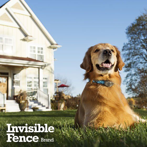 invisible fence for dogs prices invisible fence for dogs prices