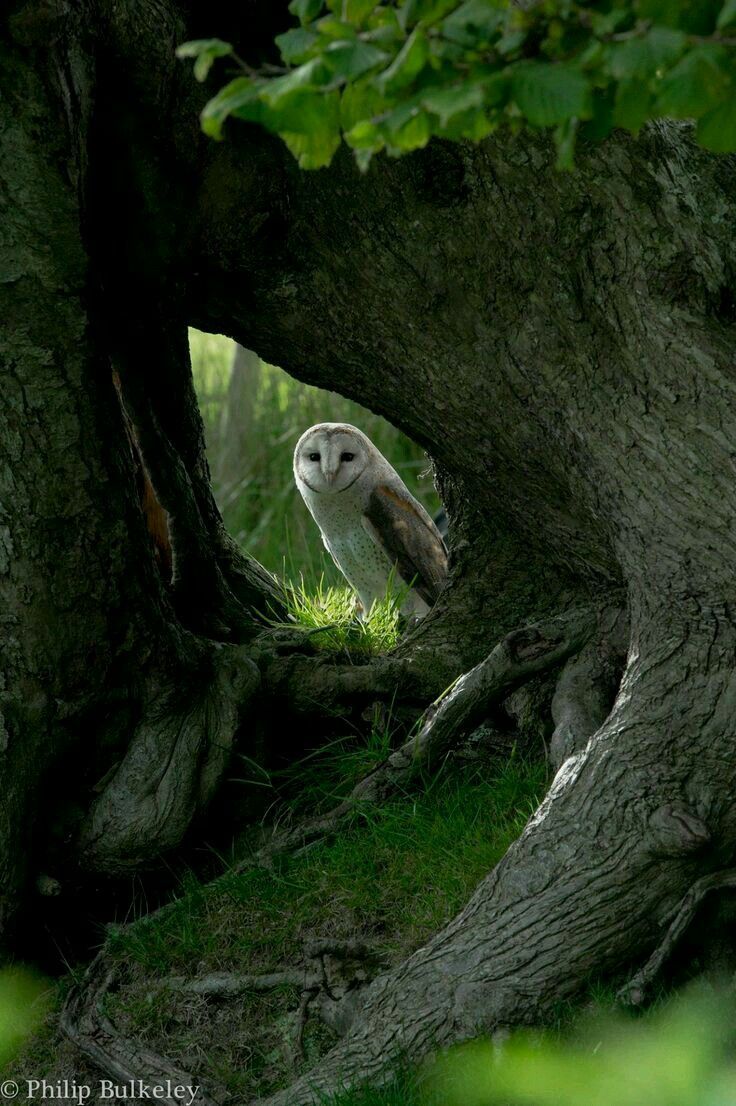 Superb Owl Sunday