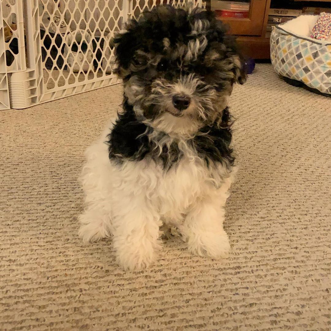 Learning How To Sit And Lay Down Everyone Keeps Saying Good Boy So Learning How To Sit And Lay Down Everyone Keeps Saying Good Boy So