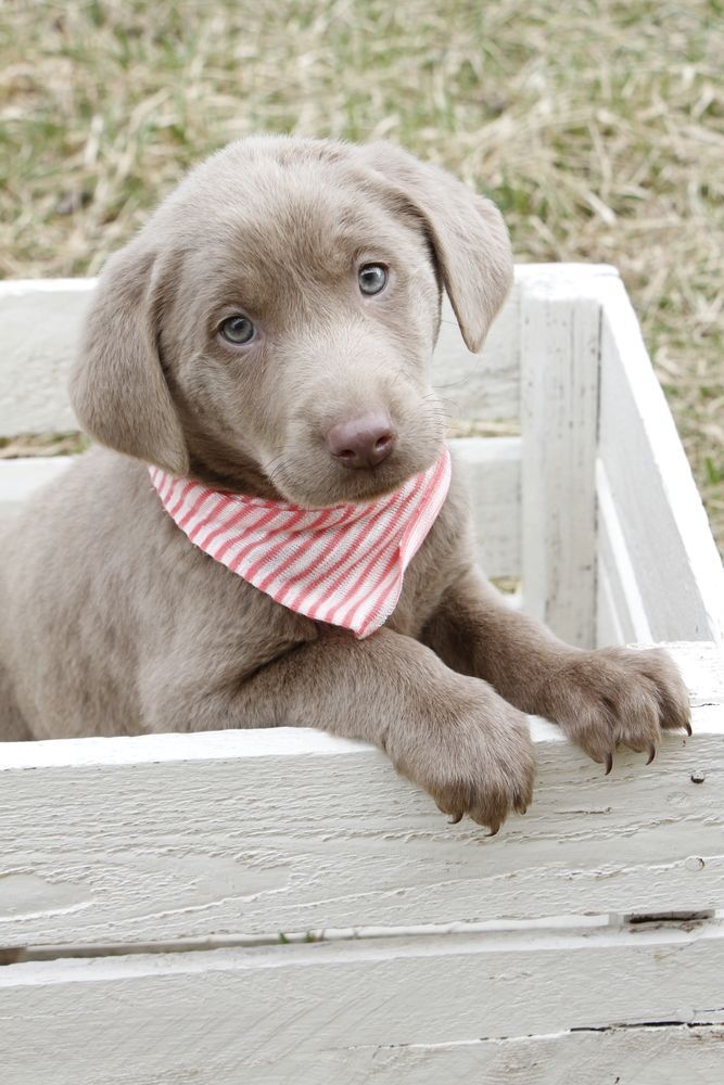 Silver Lab: All About The Unique Silver Labrador Silver Labrador Puppies, Labrador Puppy Training, Silver Labrador Retriever, Retriever Puppy, Labrador Retrievers, Golden Retrievers, Baby Animals, Cute Animals, Pets