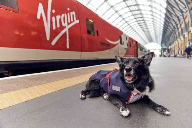 Dog hangs around Stafford Station for so long Virgin Trains give him a uniform