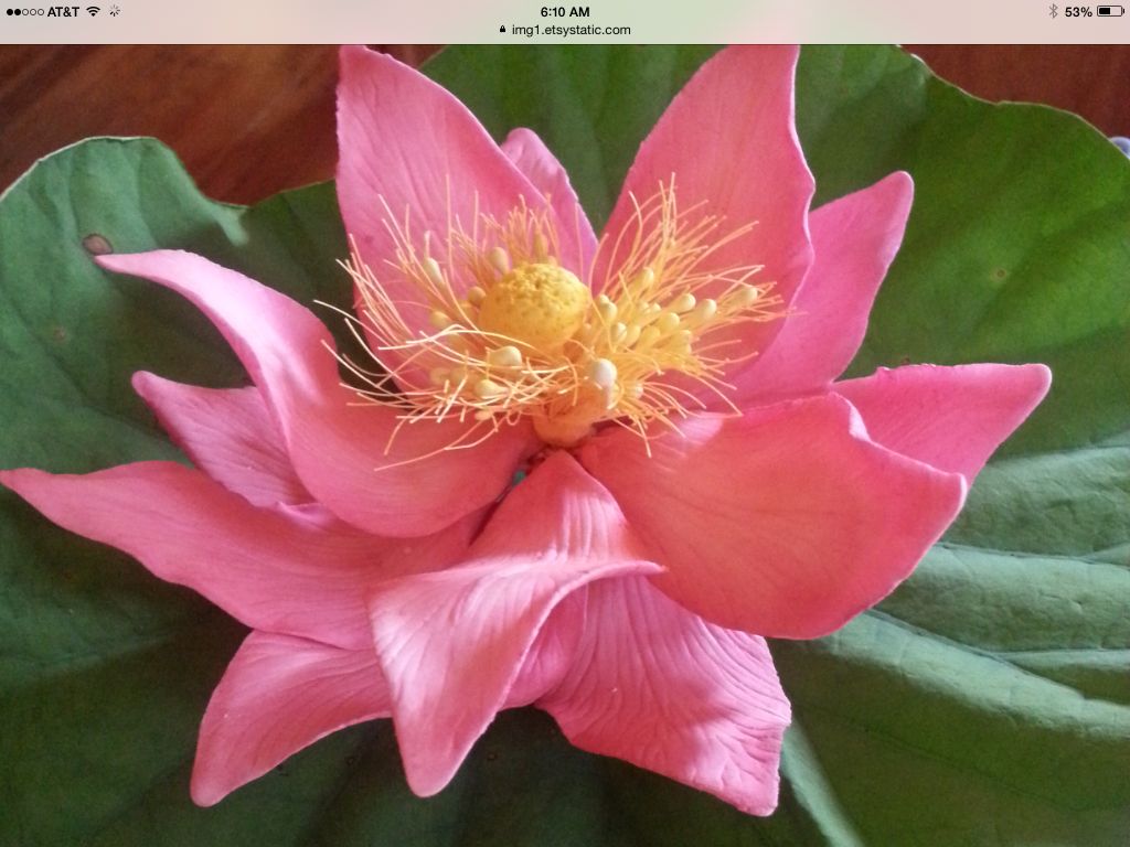 Edible pink lotus flower Flores