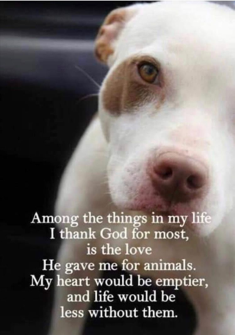 Pin By Rick Smith On Dog Spelled Backwards Pet Quotes Dog Dog Quotes Love Animal Quotes Pin By Rick Smith On Dog Spelled Backwards Pet Quotes Dog Dog Quotes Love Animal Quotes