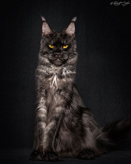 Pin On Maine Coon Cats Adoption