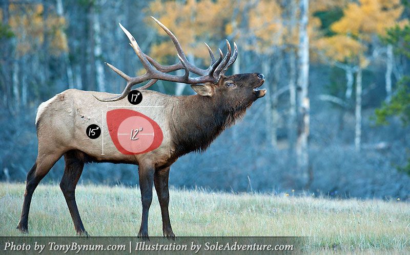 blog bowhunting elk shot placement accuracy and the elk anatomy chart