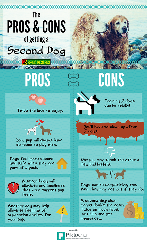 when to get a second dog when to get a second dog