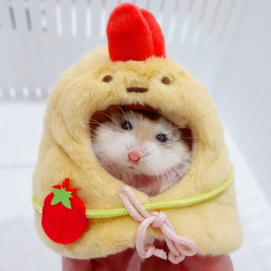 Pin on Cute Animals