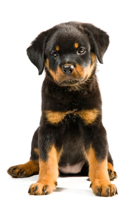 Rotweiller Puppy Causes Of Hair Loss In Dogs And What To Do About