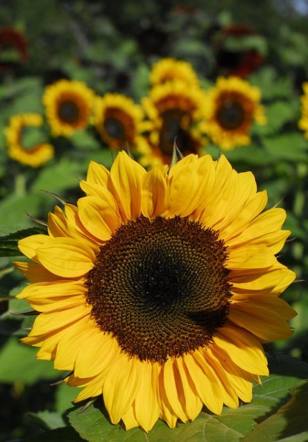 Bees Flower Seeds Evening Sun Mixed Seeds Sunflower Moonshine